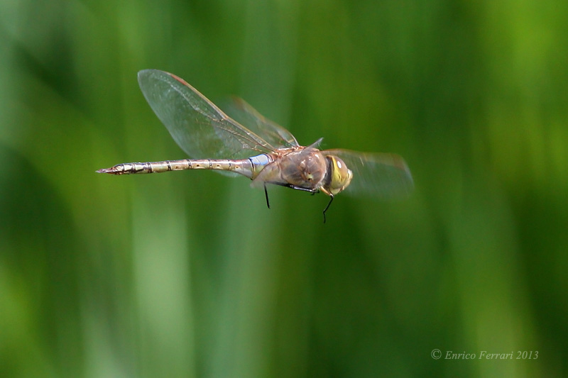 Prime libellule dal modenese